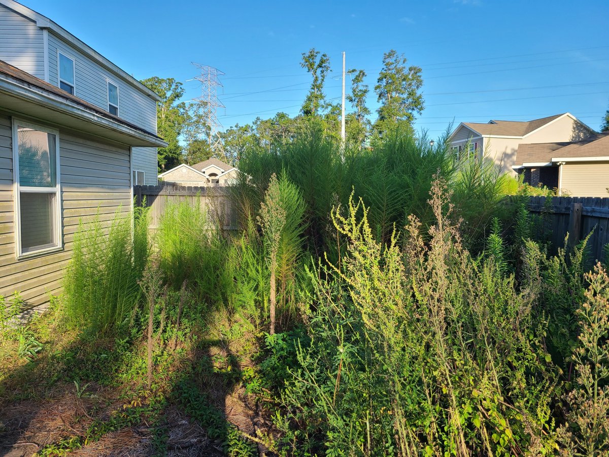Overgrown residential backyard with tall weeds and shrubs, suburban houses visible in background under clear sky