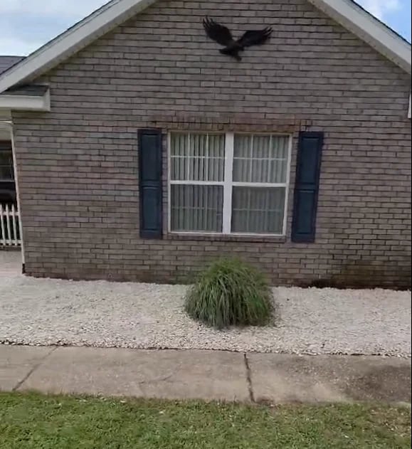 Brick house with white window, dark blue shutters, gravel yard, and ornamental grass plant in front