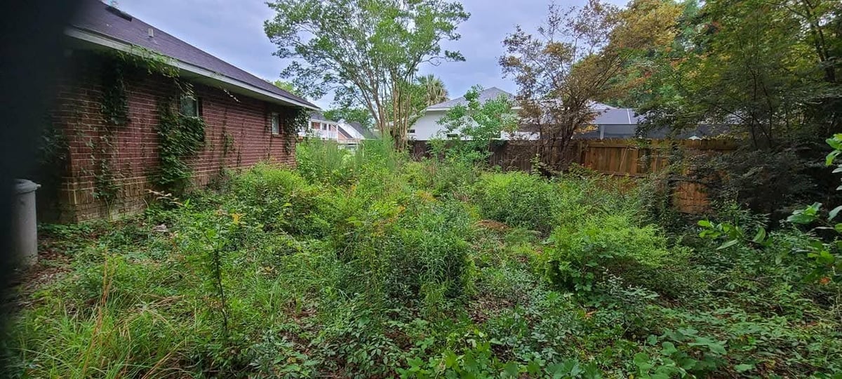 Overgrown backyard with abandoned brick buildings surrounded by dense vegetation and wild plants